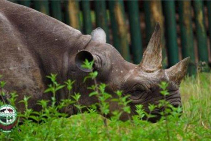 Fausta, la rinoceronte más longeva del mundo, en Tanzania.-