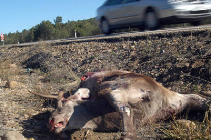 Soria registró en 2012 un total de 891 accidentes provocados por animales. / VALENTÍN GUISANDE-