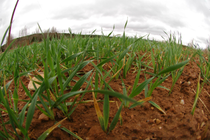 Campo de trigo en Soria en una imagen de archivo. HDS