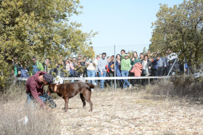 Concurso de caza de trufa con perro.-R. FERNÁNDEZ