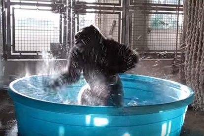 El gorila Zola, en una escena del vídeo que ha distribuido el Zoo de Dallas-
