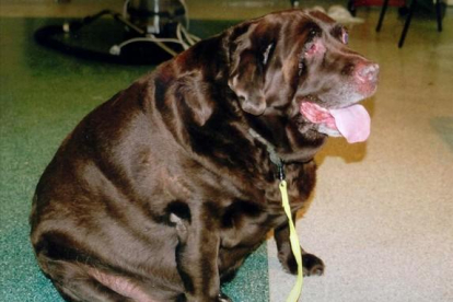 Uno de los animales obesos en el Reino Unido, el perro labrador Rusty.-REUTERS