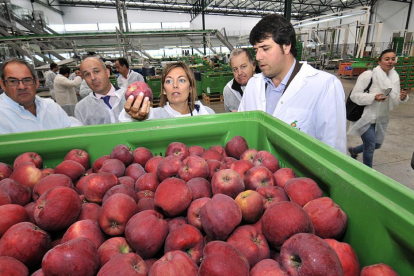 La consejera de Agricultura, Milagros Marcos, conoce el proceso de selección de las manzanas en la central de Nufri-V.G.
