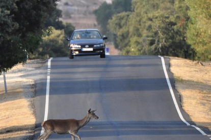 Soria es una de las provincias con mayor incidencia de accidentes por la irrupción de animales en las carreteras.-DIEGO MAYOR