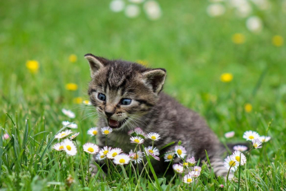 Un gato, en una imagen de archivo-PIXABAY