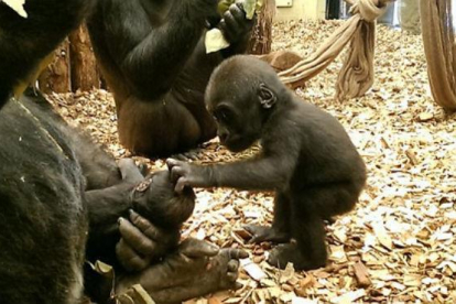 Una gorila de un añito da la bienvenida entre caricias a su hermanito, de tan solo dos semanas, y en manos de su madre todo el día.-ZSL ZOOLOGICAL SOCIETY OF LONDON