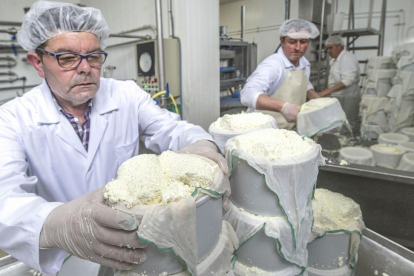 Un operario introduce los quesos cuajados en el molde.-ISRAEL L. MURILLO