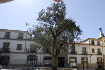 Olivo de la plaza de la capital donde se presentó la petición para la Unesco/ U. S. -