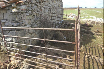 La Guardia Civil encuentra en varios parajes ovejas muertas y animales en mal estado-HDS