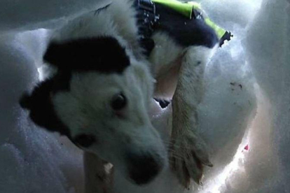 La perra de rescate Flo localiza a una supuesta víctima enterrada bajo la nieve.-MOUNTAIN RESCUE SEARCH DOGS ENGLAND
