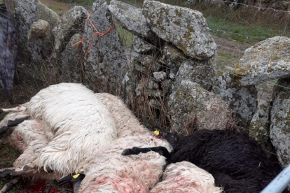 Un ataque de lobos provoca la muerte de trece ovejas en una explotación en Villamar de la Ladre (Zamora). ICAL