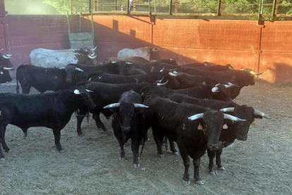 Los toros del Jueves La Saca en la finca de la provincia de Guadalajara antes de viajar a Soria-HDS