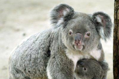 Un koala de 7 años de edad sujetando a su bebé de 8 meses en el Zoo Tapei, Australia.-Foto: SIMON KWONG / REUTERS