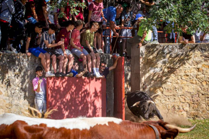 Los Toros del Jueves la Saca ya están en Valonsadero - MARIO TEJEDOR (7)
