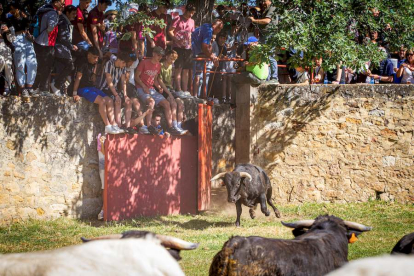Los Toros del Jueves la Saca ya están en Valonsadero - MARIO TEJEDOR (11)