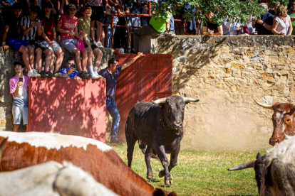Los Toros del Jueves la Saca ya están en Valonsadero - MARIO TEJEDOR (8)