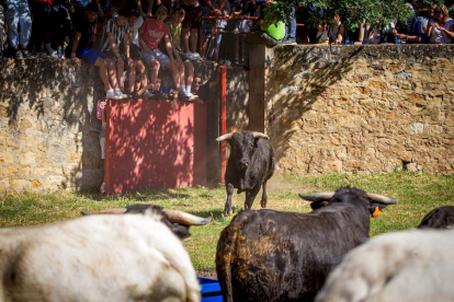 Los Toros del Jueves la Saca ya están en Valonsadero - MARIO TEJEDOR (12)