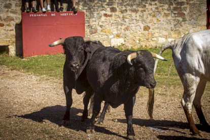 Los Toros del Jueves la Saca ya están en Valonsadero - MARIO TEJEDOR (13)