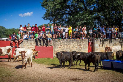Los Toros del Jueves la Saca ya están en Valonsadero - MARIO TEJEDOR (19)