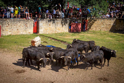 Los Toros del Jueves la Saca ya están en Valonsadero - MARIO TEJEDOR (29)
