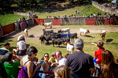 Los Toros del Jueves la Saca ya están en Valonsadero - MARIO TEJEDOR (39)