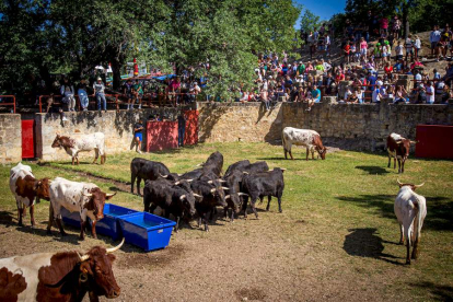 Los Toros del Jueves la Saca ya están en Valonsadero - MARIO TEJEDOR (30)