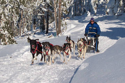 Un musher durante una competición sobre nieve. -