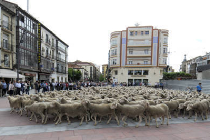Paso de las ovejas por la capital soriana. /V.G.-