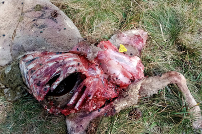 Un cadáver de animal tras el ataque de un lobo. HDS