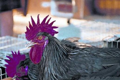 Dos magníficos ejemplares de gallos negros del Penedès-ARCHIVO