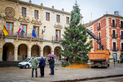Instalación del arbol navideño en la Plaza mayor. MARIO  TEJEDOR (1)