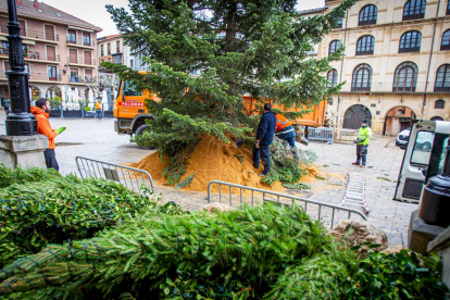 Instalación del arbol navideño en la Plaza mayor. MARIO  TEJEDOR (3)