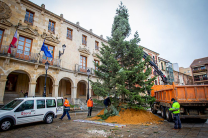 Instalación del arbol navideño en la Plaza mayor. MARIO  TEJEDOR (4)