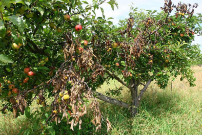 Árboles frutales afectados por el fuego bacteriano, en la localidad de Columbrianos (León)-ICAL