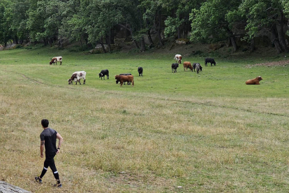 Los toros ya descansan en Cañada Honda. GONZALO MONTESEGURO