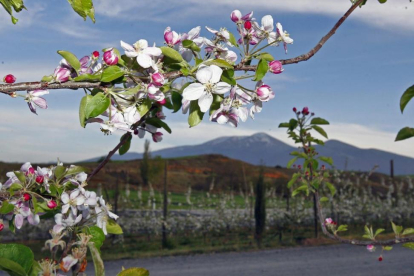 Plantación de manzanos en Valverde de Ágreda-L.A.T.