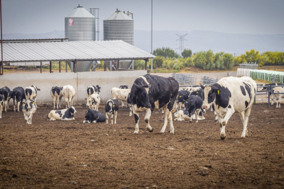 Granja de vacas en Caparroso Valle de Odieta - MARIO TEJEDOR (40)