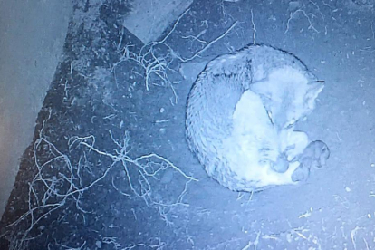 Imagen de ‘Dakota’, una loba del Centro del Lobo Ibérico de Castilla y León, situado en Robledo de Sanabria.-ICAL