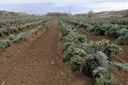 Plantación de cardos en la finca municipal./ÁLVARO MARTÍNEZ-