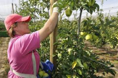 Nufri doblará la producción hasta las 10.000 toneladas de manzanas
