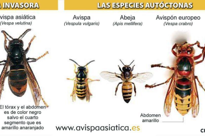 Imagen cogida de la web avispaasiatica.es-