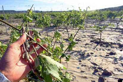 Un agricultor de Ribera del Duero muestra daños por pedrisco en el viñedo.-- ICAL