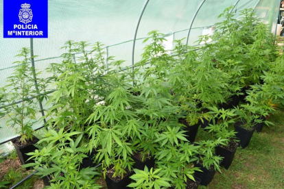 Plantas de marihuana en una finca en Cadosa.-POLICÍA NACIONAL