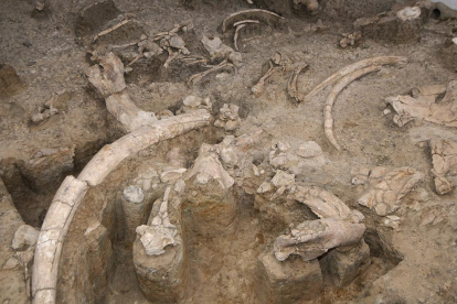 Restos fosilizados en el yacimiento de Ambrona-V.G.