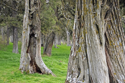 El Sabinar de Calatañazor brilla por la antigüedad y porte de sus ejemplares, pero lo que le hace único en Europa es su densidad de ‘Juniperus thurifera’. / VALENTÍN GUISANDE