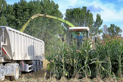 Dos operarios cosechan maíz en un cultivo de la localidad palentina de Monzón de Campos.-- Brágimo
