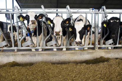 Vacas recién ordeñadas en la localidad abulense de Langa, en la comarca de La Moraña.-- E. M.