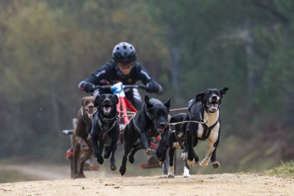 Los mushers sorianos estuvieron con los mejores en el Campeonato de España sobre tierra celebrado el pasado fin de semana en Orense.-HDS