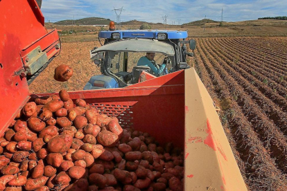 Un agricultor recoge patatas en su explotación de la localidad palentina de Valoria de Aguilar. --BRÁGIMO