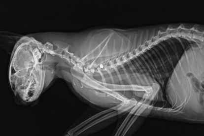 Radiografía del felino, con el perdigón alojado junto a la columna.-HDS